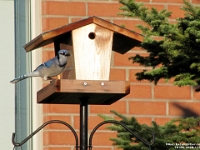 18188CrLe - Blue Jay feeding at PCS   Each New Day A Miracle  [  Understanding the Bible   |   Poetry   |   Story  ]- by Pete Rhebergen